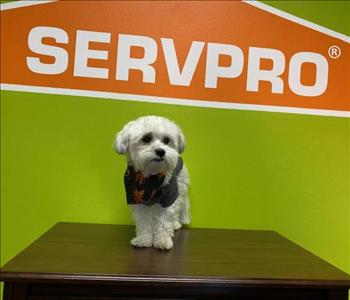 Cute small white dog standing on a desk. SERVPRO logo wall behind him. 