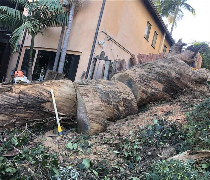 Tree Removal In View Park, CA 